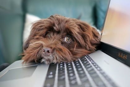laptop with dog