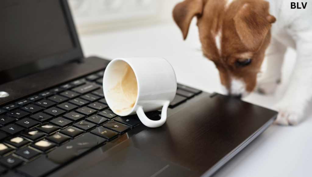 Using A Towel, Wipe Away Excess WaterCoffee